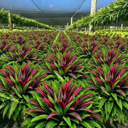 🔥 Last Day Sale Price | UV Resistant Artificial Fern And Red Dracaena