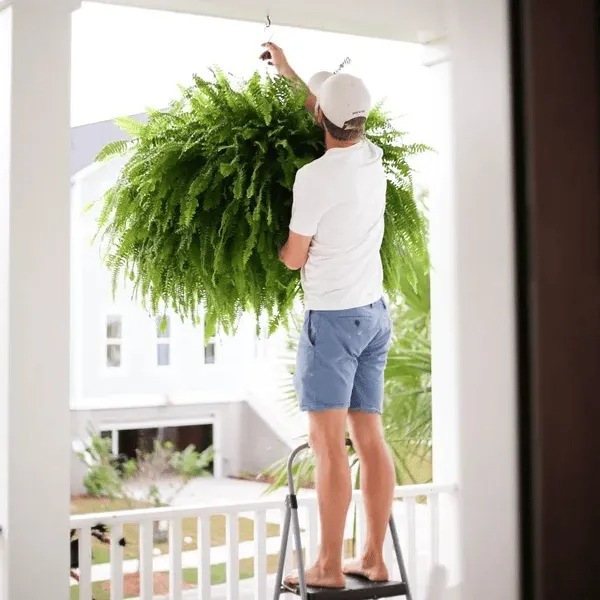 🔥 Last Day Sale Price | Glowing Boston Ferns with Lights