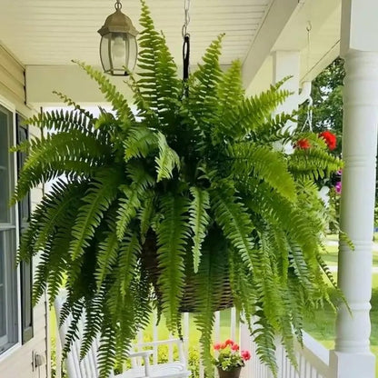 🔥 Last Day Sale Price | Glowing Boston Ferns with Lights