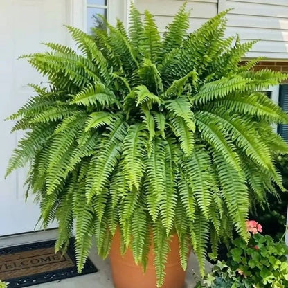 🔥 Last Day Sale Price | Glowing Boston Ferns with Lights