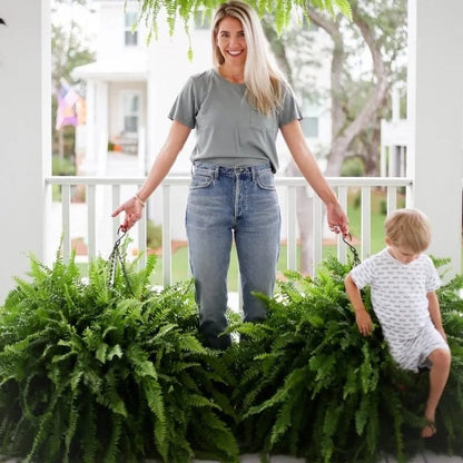 🔥 Last Day Sale Price | Glowing Boston Ferns with Lights