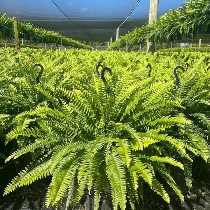 🔥 Last Day Sale Price | Glowing Boston Ferns with Lights