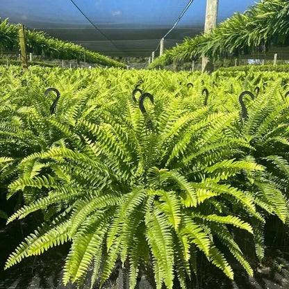 🔥 Last Day Sale Price | Glowing Boston Ferns with Lights